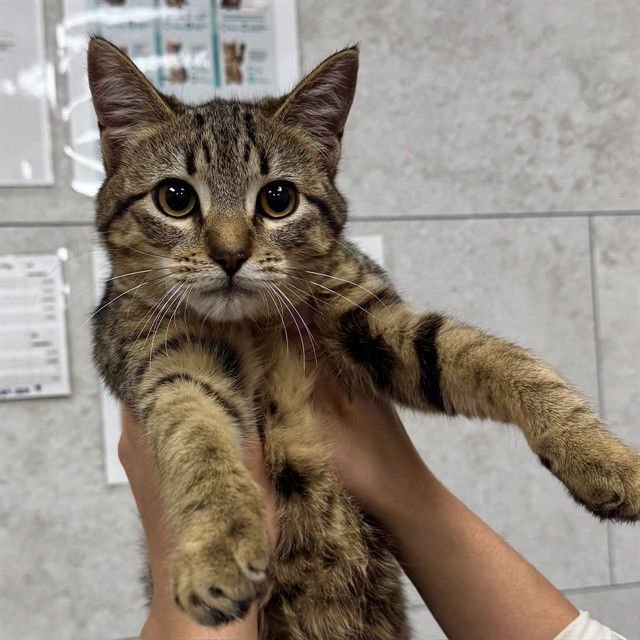 AIMSLEY - Domestic Short Hair available for adoption