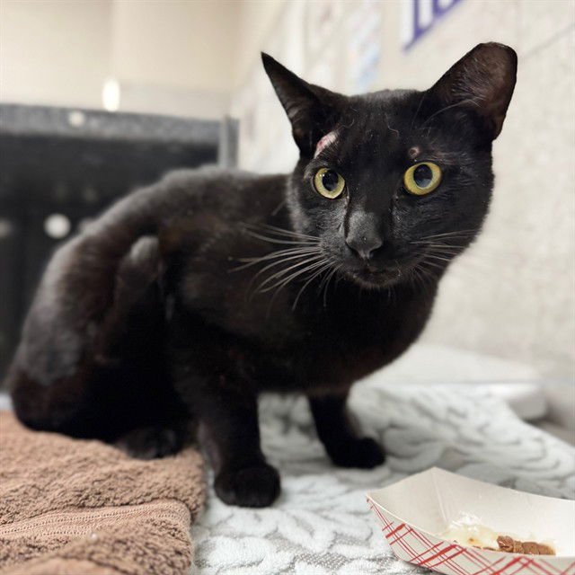 CHAD - Domestic Short Hair available for adoption