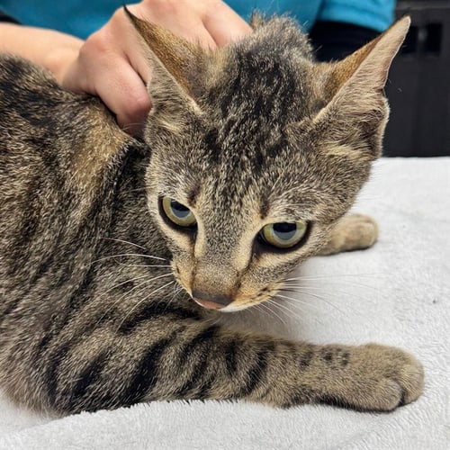 BARBIE - Domestic Short Hair available for adoption