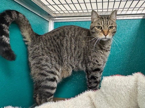 WHISKEY - Domestic Short Hair available for adoption