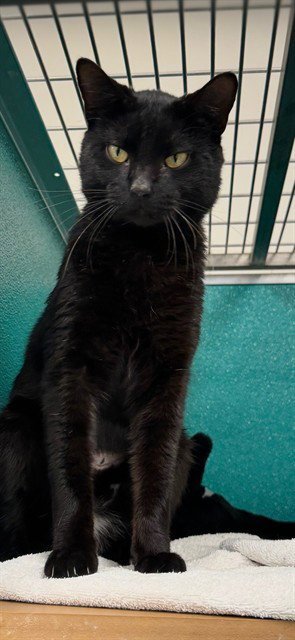 BUBBIE - Domestic Short Hair available for adoption