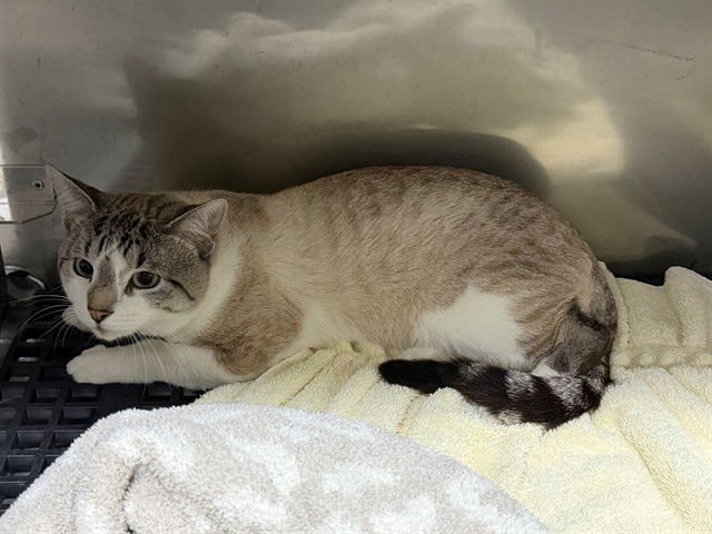 TSUKIHIKO - Domestic Short Hair available for adoption