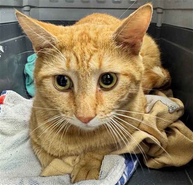 MAVERICK - Domestic Short Hair available for adoption