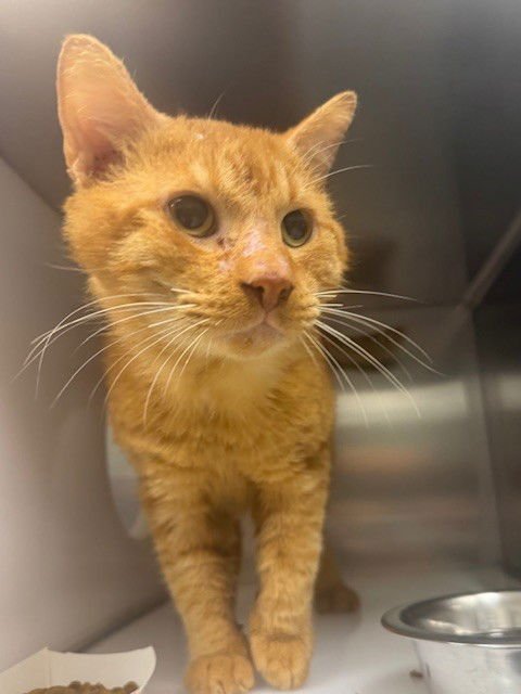 GEORGE - Domestic Short Hair available for adoption