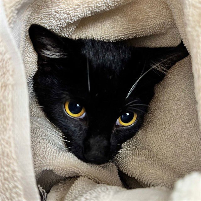 A303138 - Domestic Short Hair available for adoption