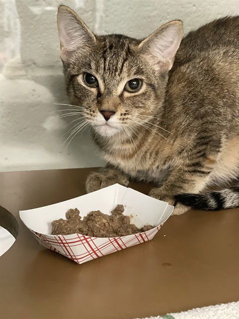 SUSIE - Domestic Short Hair available for adoption