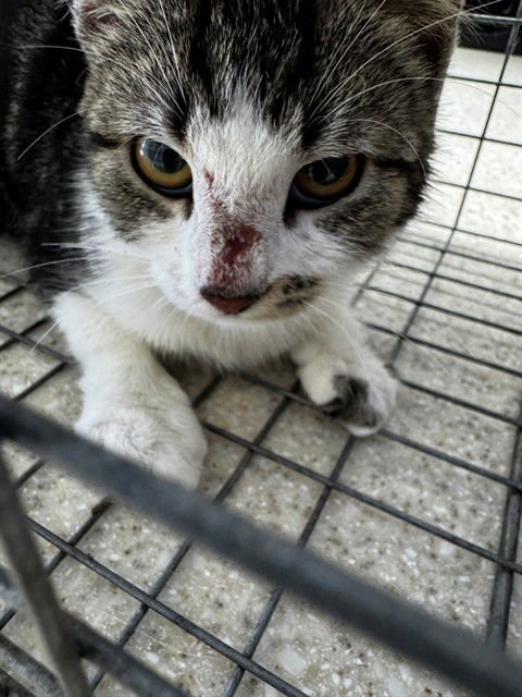 ZURY - Domestic Short Hair available for adoption