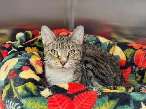 PHISH - Domestic Short Hair available for adoption