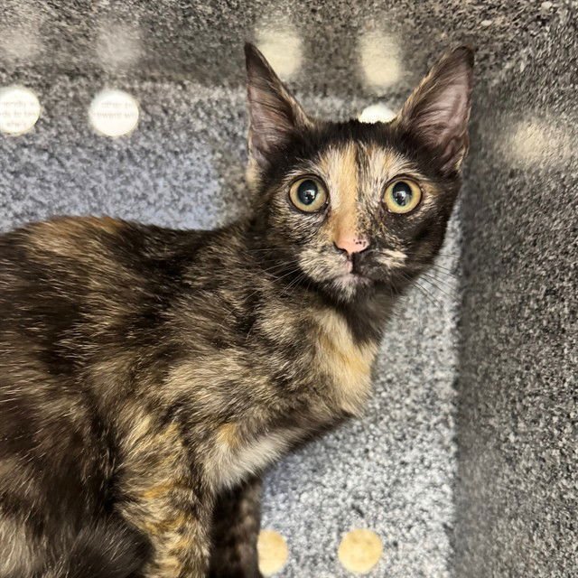 LISA - Domestic Short Hair available for adoption