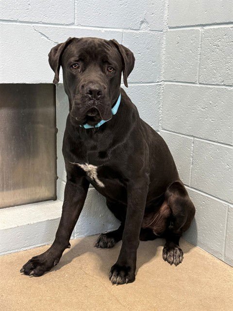 HARDY - Cane Corso Mastiff available for adoption