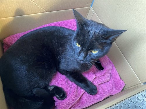 TRIPP - Domestic Short Hair available for adoption