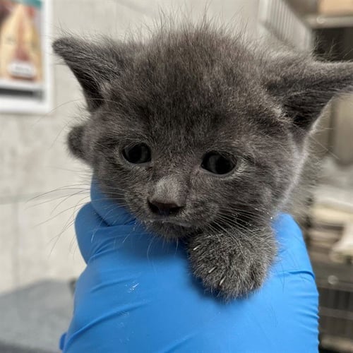 A304001 - Domestic Short Hair available for adoption