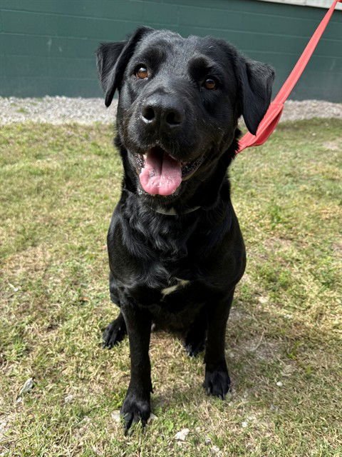 AMBER - Labrador Retriever available for adoption