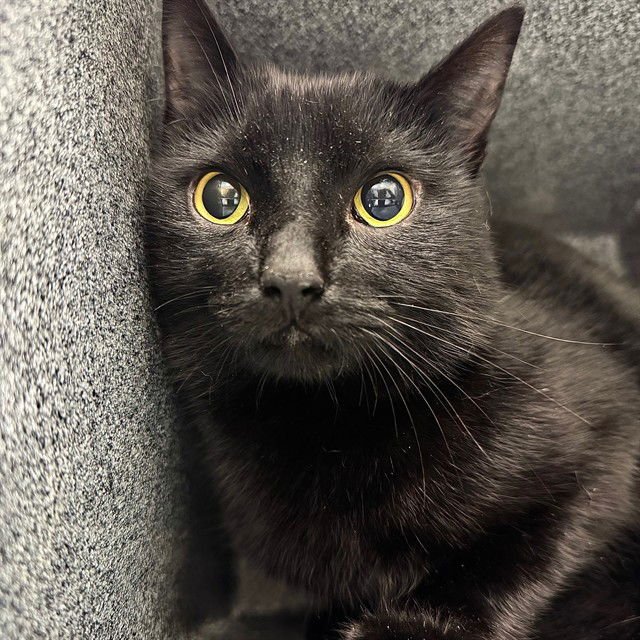 THIMBLE - Domestic Short Hair available for adoption