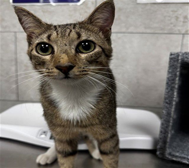 ARTURO - Domestic Short Hair available for adoption