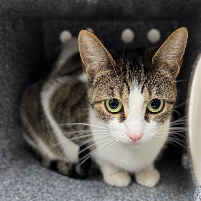 KIKI - Domestic Short Hair available for adoption
