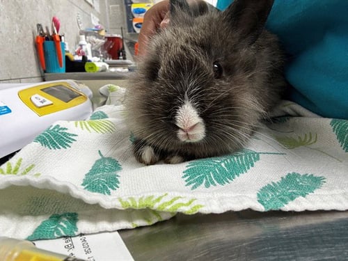 A304084 - Shorthaired Rabbit available for adoption