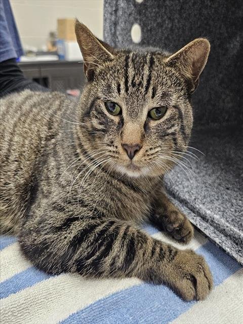 MILO - Domestic Short Hair available for adoption