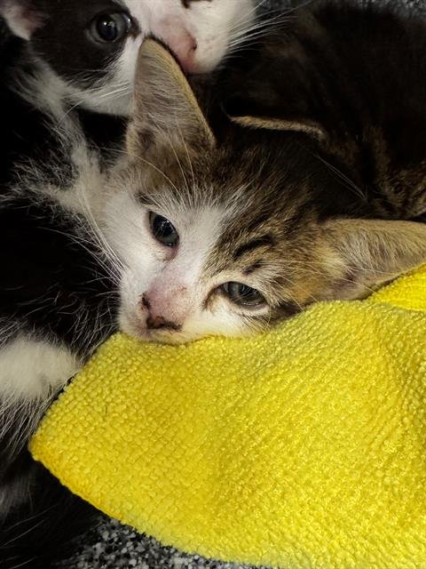 HERMES - Domestic Short Hair available for adoption