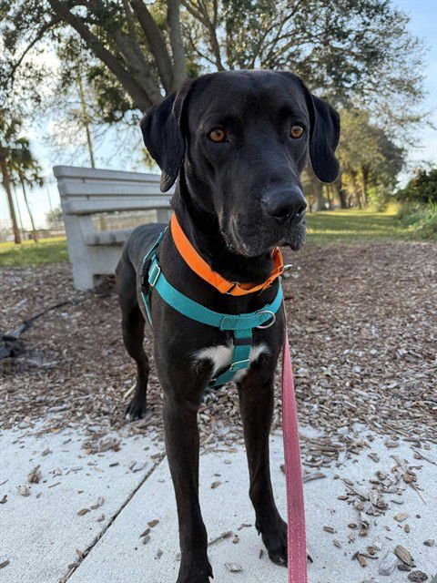 BOSTON - Labrador Retriever available for adoption