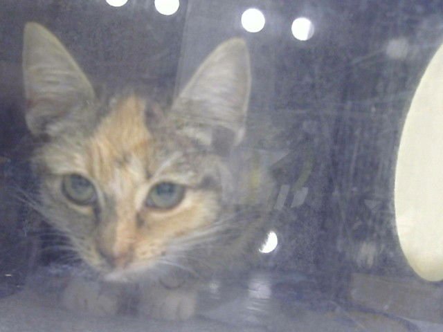 ANGEL - Domestic Short Hair available for adoption