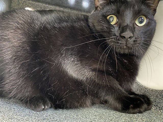 CLEO - Domestic Short Hair available for adoption