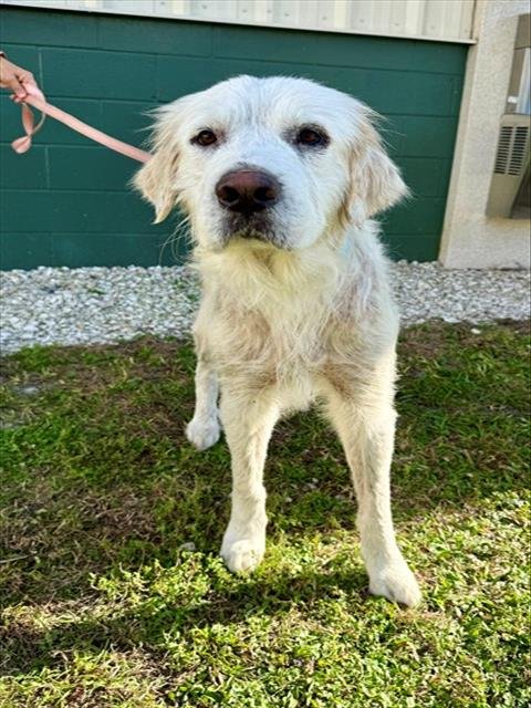BENNY - Great Pyrenees available for adoption