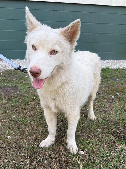 NIMBUS - Siberian Husky available for adoption