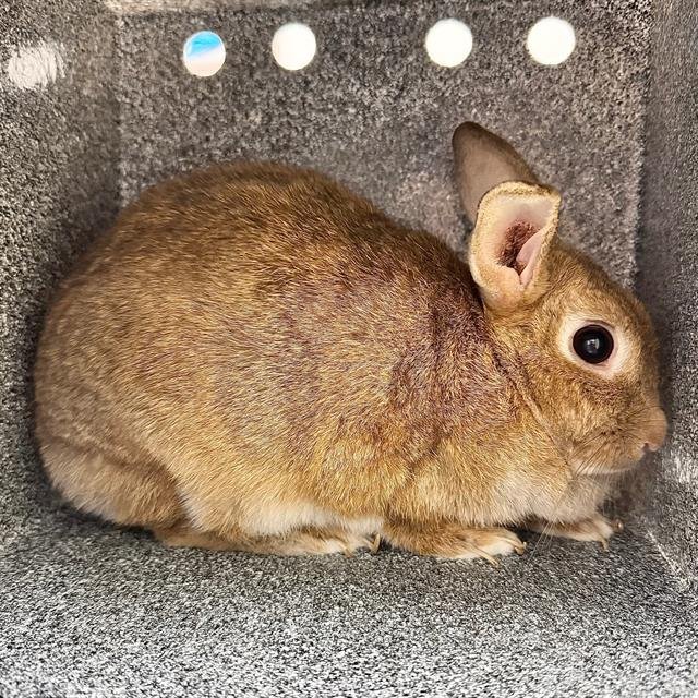 ATHENA - Shorthaired Rabbit available for adoption