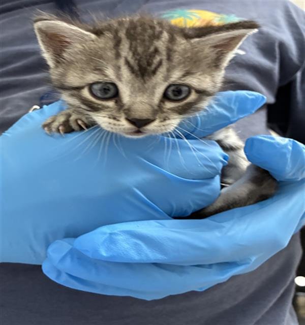 CONRAD - Domestic Short Hair available for adoption