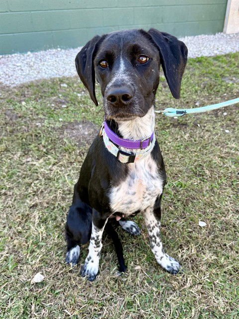 MOCHI - German Shorthaired Pointer / German Shepherd Dog available for adoption