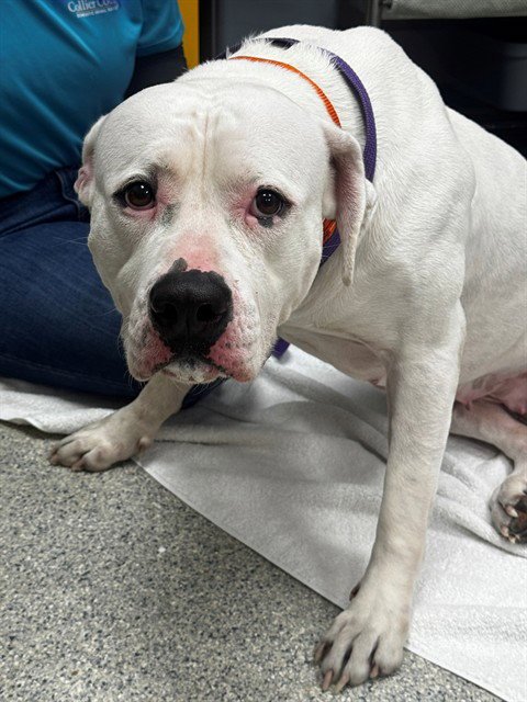 IVORY - Mastiff available for adoption