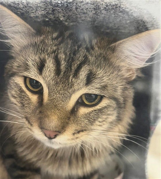 APPA - Domestic Medium Hair available for adoption