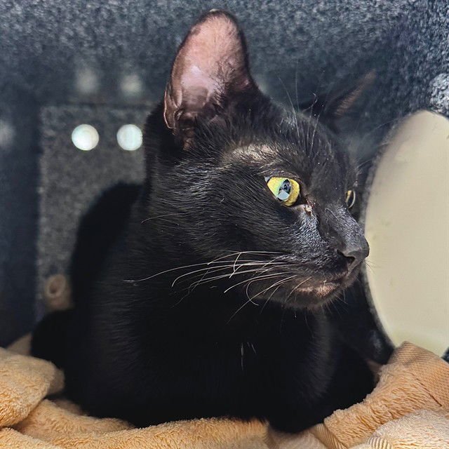 SHADOW - Domestic Short Hair available for adoption