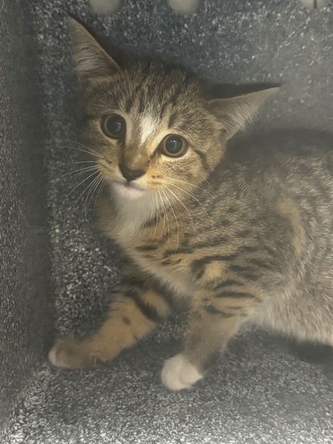 A303151 - Domestic Short Hair available for adoption