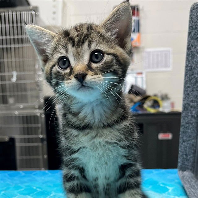 OLLIE - Domestic Medium Hair available for adoption