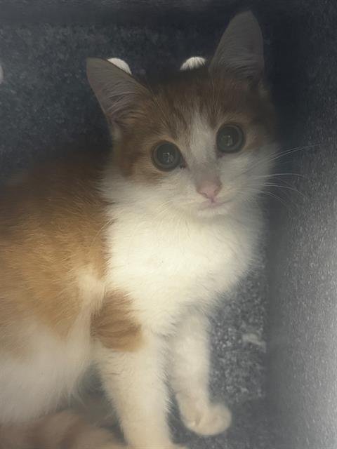 DOT - Domestic Short Hair available for adoption