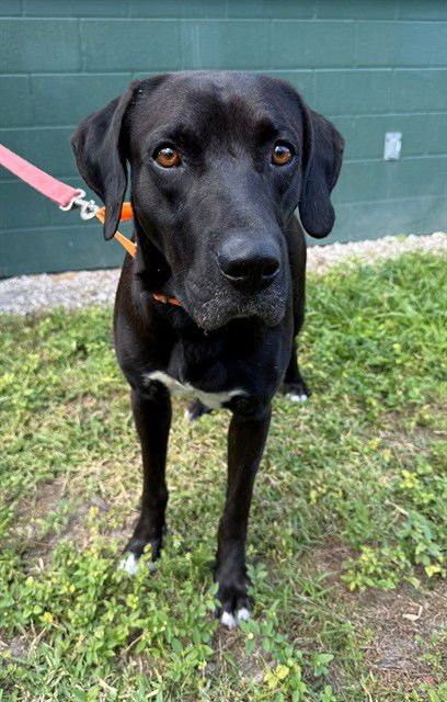 BOSTON - Labrador Retriever available for adoption