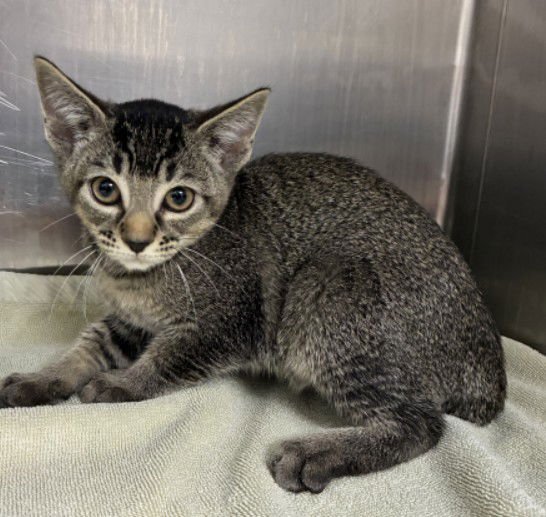 OLIVE - Domestic Short Hair available for adoption