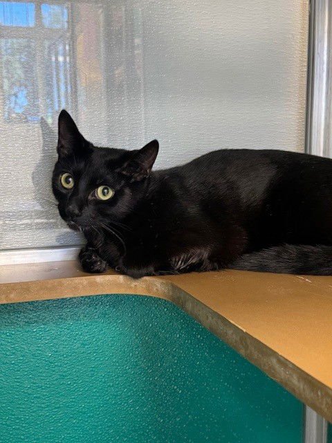 MOON - Domestic Short Hair available for adoption