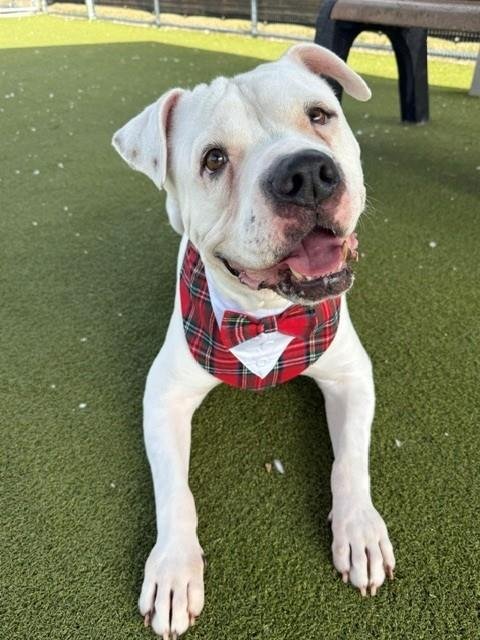 COOPER - American Pit Bull Terrier available for adoption