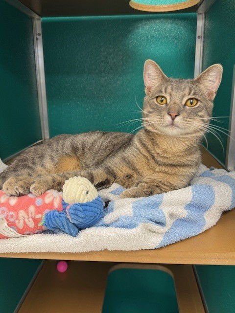 VICTOR - Domestic Short Hair available for adoption