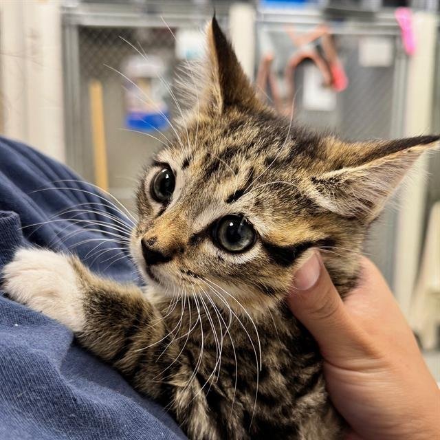 KIX - Domestic Short Hair available for adoption