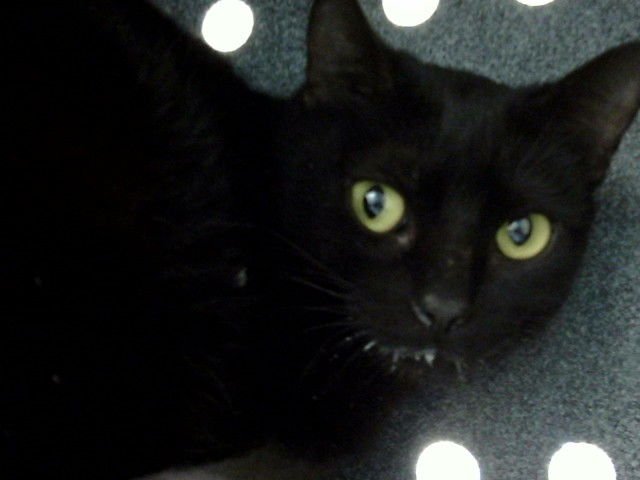 NOMI - Domestic Short Hair available for adoption