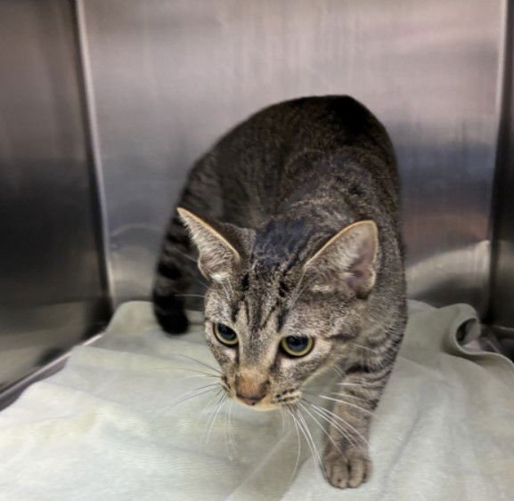 PIPER - Domestic Short Hair available for adoption