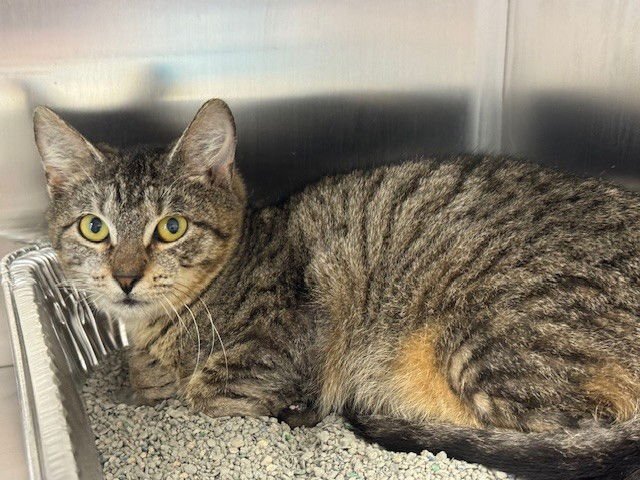 LEONARD - Domestic Short Hair available for adoption