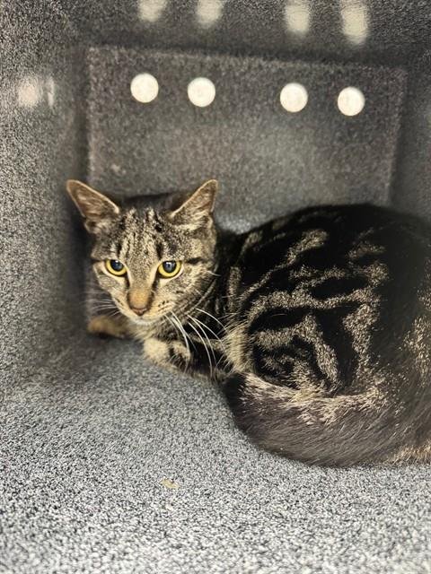 MOONPIE - Domestic Short Hair available for adoption