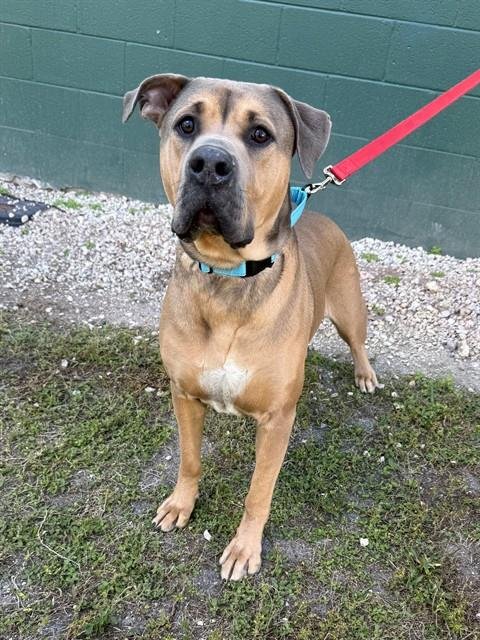 ROCKY - Black Mouth Cur available for adoption