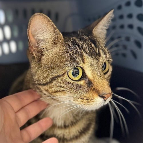 DASHER - Domestic Short Hair available for adoption