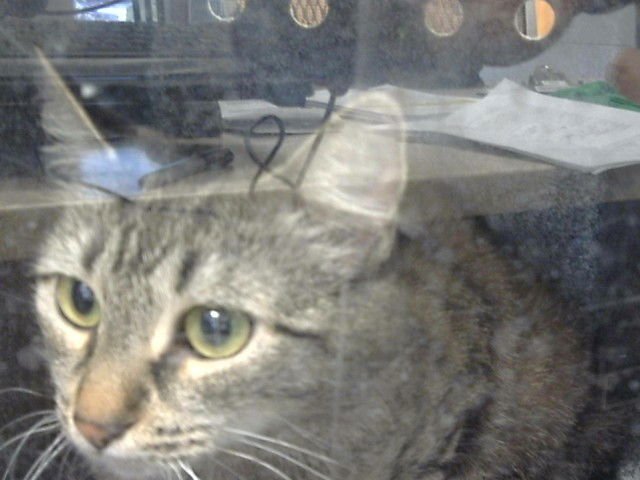 LOLA - Domestic Short Hair available for adoption